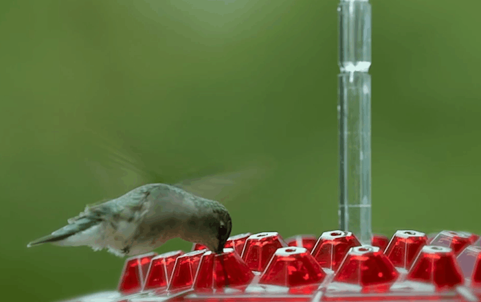 Colorful Hummingbird Feeder with Nectar Reservoir and Pest Shield