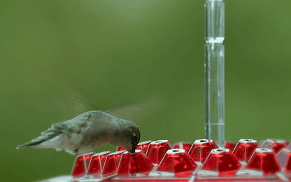 Colorful Hummingbird Feeder with Nectar Reservoir and Pest Shield
