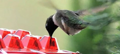 Colorful Hummingbird Feeder with Nectar Reservoir and Pest Shield