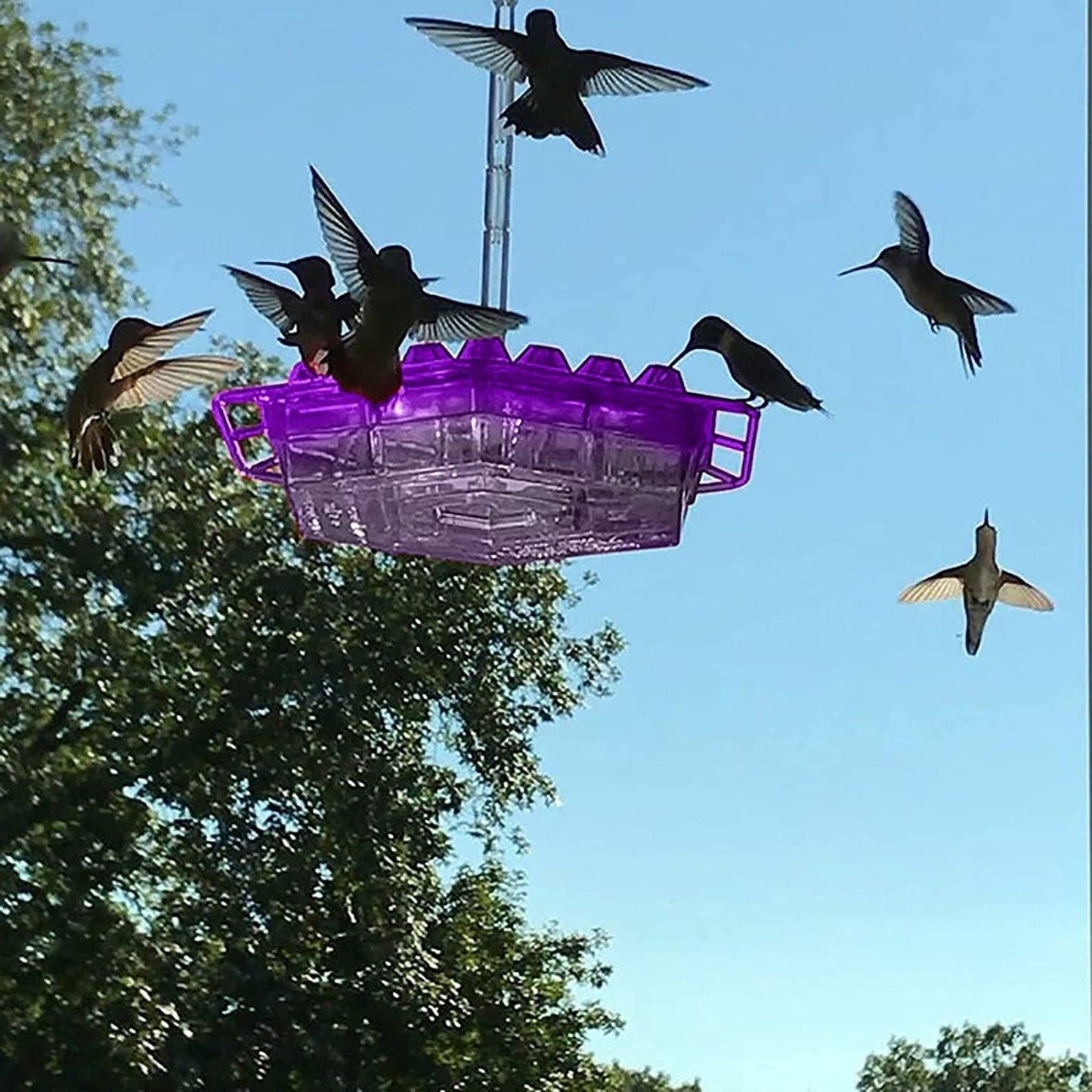Colorful Hummingbird Feeder with Nectar Reservoir and Pest Shield