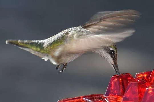 Colorful Hummingbird Feeder with Nectar Reservoir and Pest Shield