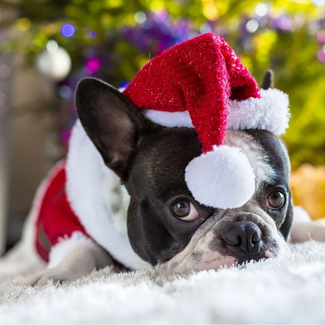 Dog Santa Hat Soft Plush Adjustable Fit