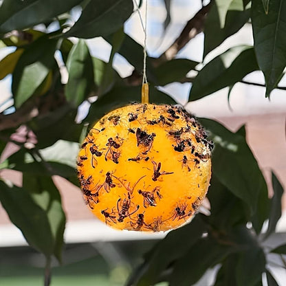 Fruit Fly Traps Sticky Ball Set of 3 Chemical‑Free