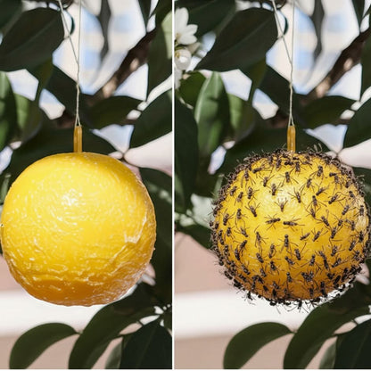 Fruit Fly Traps Sticky Ball Set of 3 Chemical‑Free