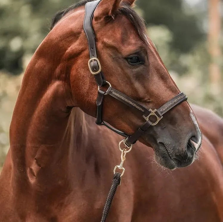 Horse Advent Calendar 24-Day Grooming & Equestrian Accessories