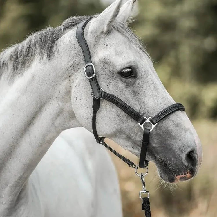 Horse Advent Calendar 24 Surprises Grooming Accessories