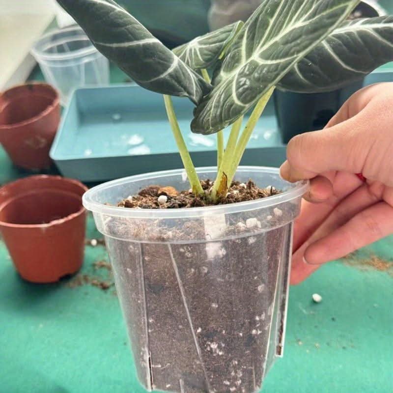 Indoor Plant Pot Clear Root-Viewing With Drainage Holes