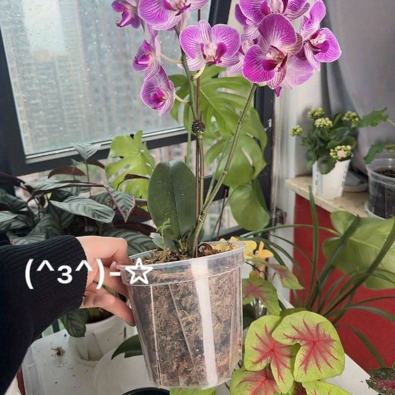 Indoor Plant Pot Clear Root-Viewing With Drainage Holes