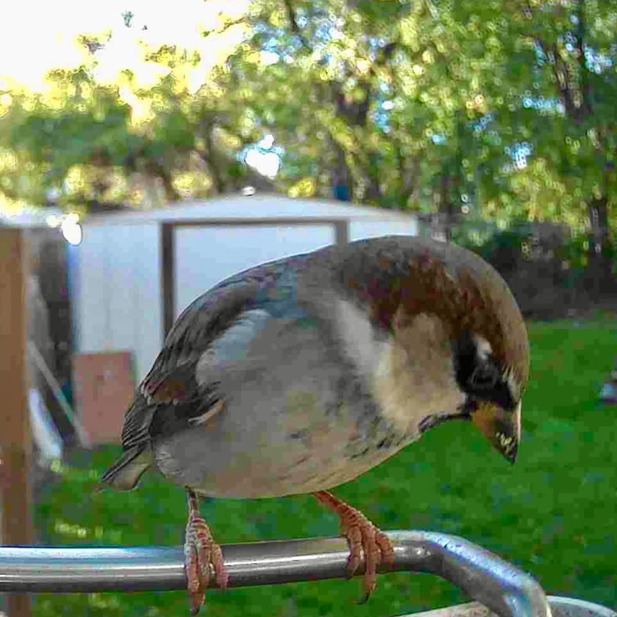 Outdoor Bird Feeder Camera Solar-Powered AI Bird ID