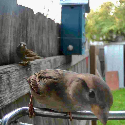 Outdoor Bird Feeder Camera Solar-Powered AI Bird ID