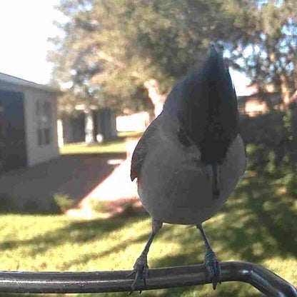 Outdoor Bird Feeder Camera Solar-Powered AI Bird ID