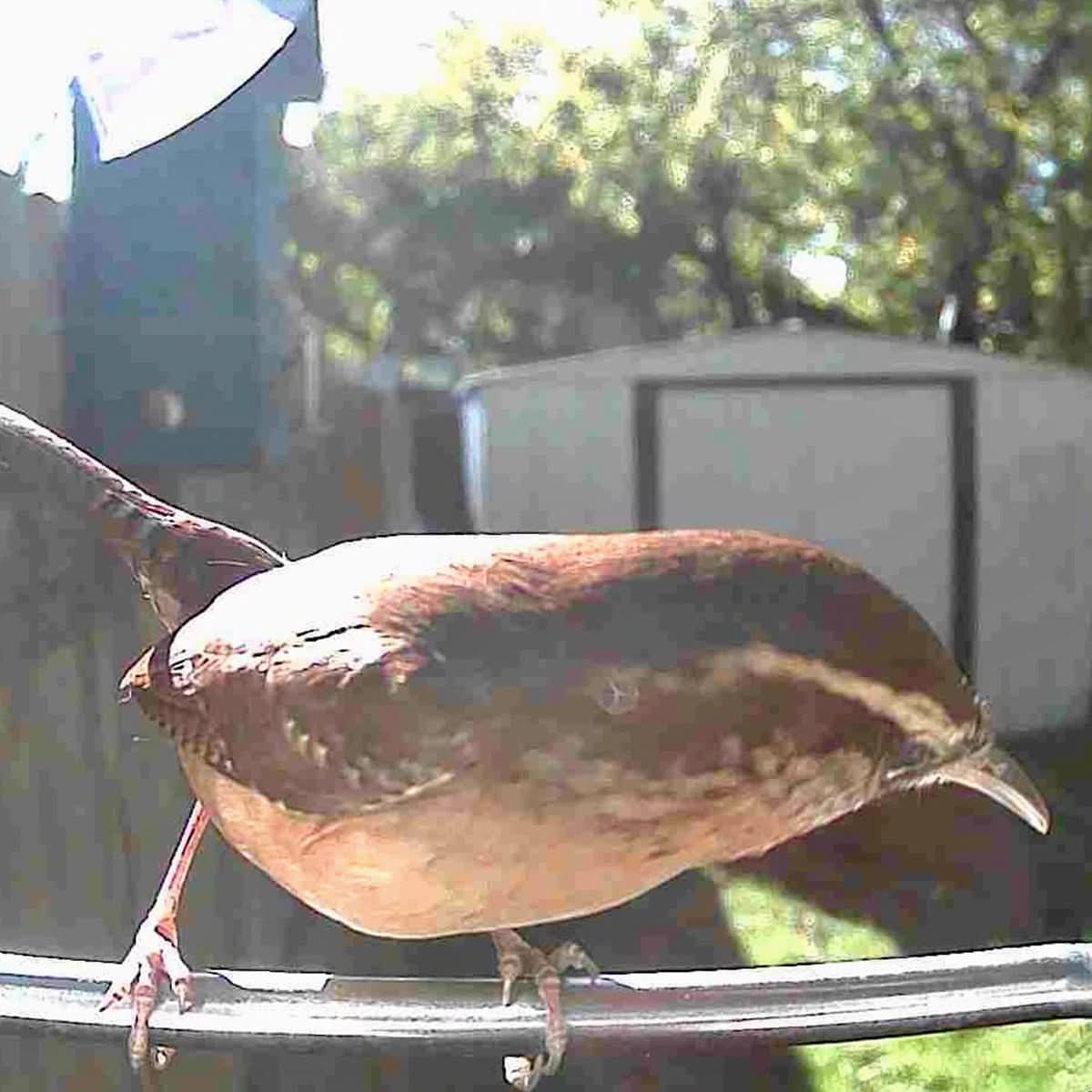 Outdoor Bird Feeder Camera Solar-Powered AI Bird ID