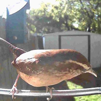 Outdoor Bird Feeder Camera Solar-Powered AI Bird ID