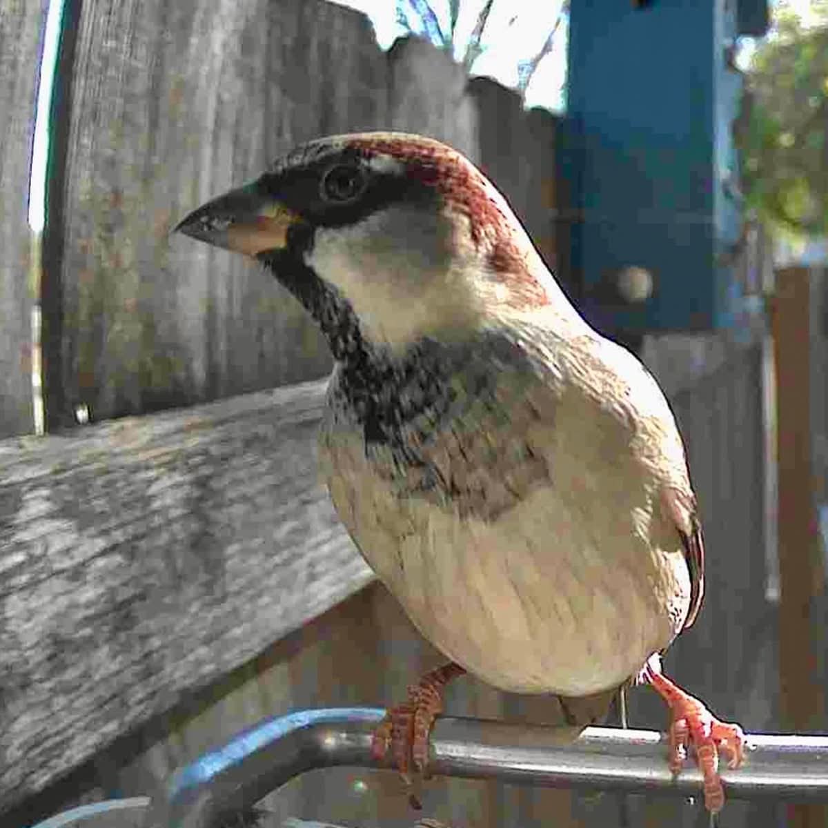 Outdoor Bird Feeder Camera Solar-Powered AI Bird ID