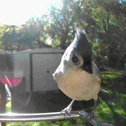 Outdoor Bird Feeder Camera Solar-Powered AI Bird ID
