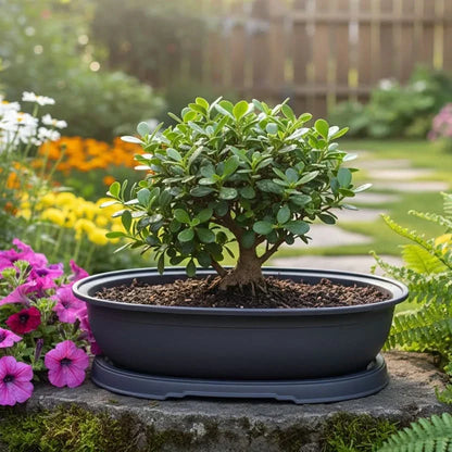 Plant Pot Breathable Design For Bonsai and Succulents